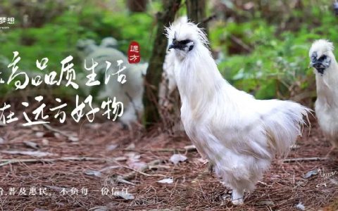 泰和乌鸡溯源：2200年药食同源传奇
