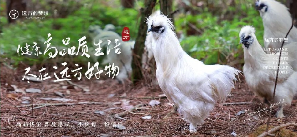 泰和乌鸡溯源：2200年药食同源传奇插图