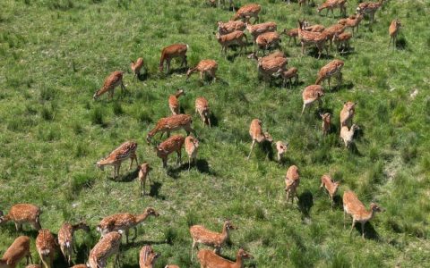 贵州广济堂鹿胶溯源探秘：鹿全身宝之滋补奥秘