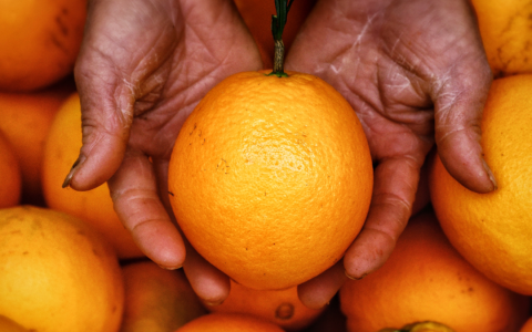 探秘赣南脐橙：气候土壤与匠心种植的完美融合