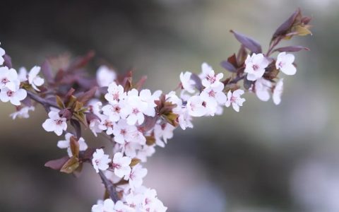 合肥有机鸡蛋梨花鸡安全之旅体验分享