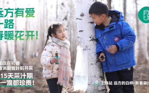 远赴伊春寻桦树汁奇效 梦想与自然能量同行