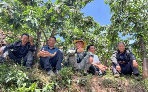 远方好物高海拔车厘子逆袭传奇