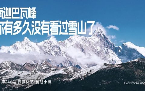 林芝仙草灵芝探秘：纯净之域孕育极品孢子粉