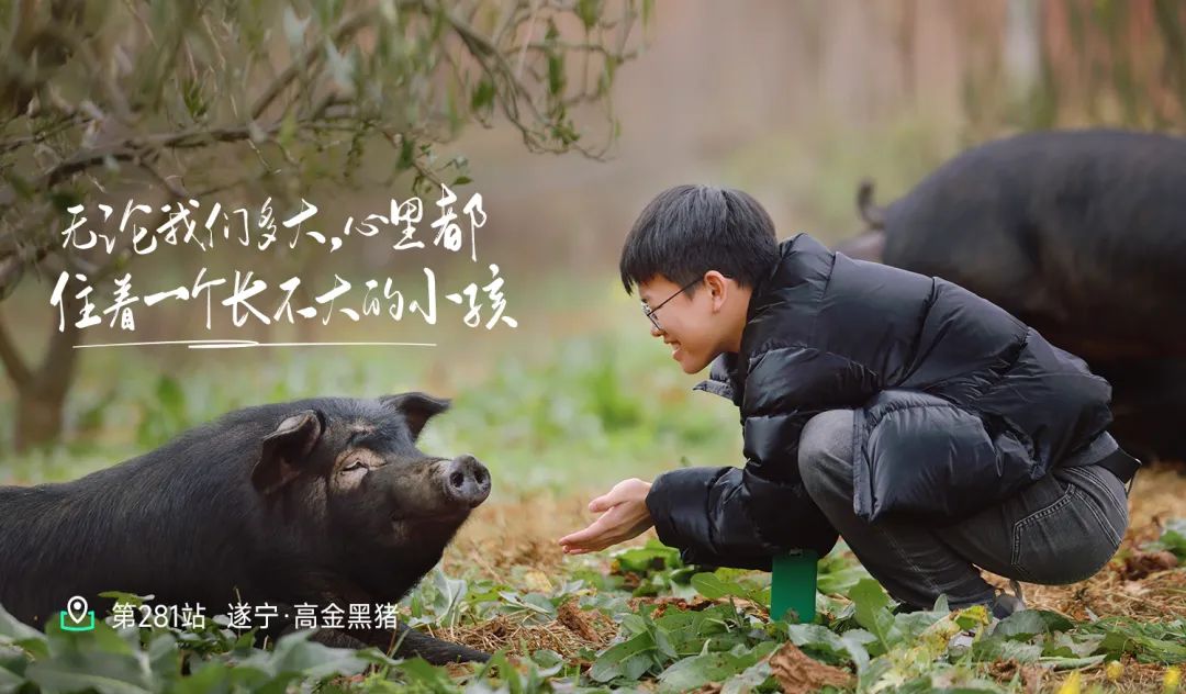 溯源高金黑猪：遂宁黑猪美味探秘