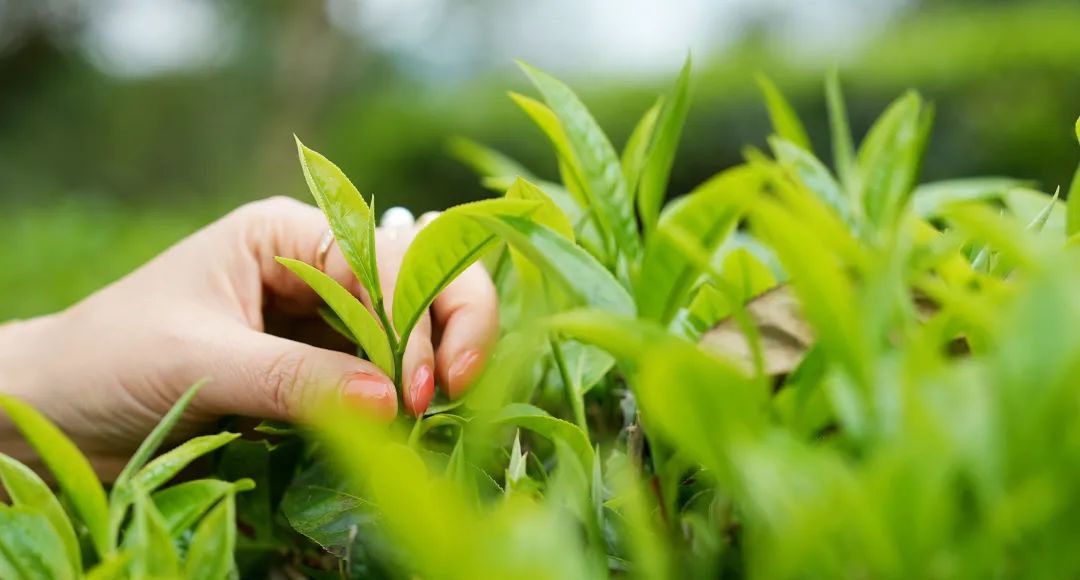 帝泊洱深度揭秘：科技传承中国茶文化