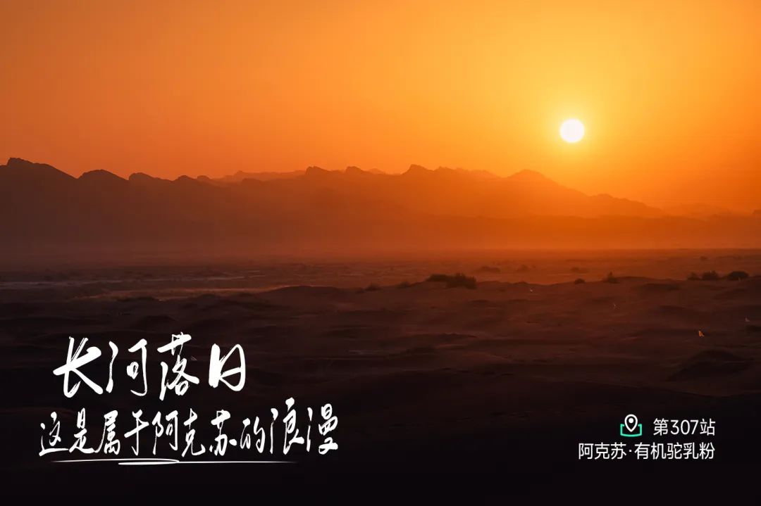阿克苏骆驼奶溯源指南：探秘沙漠珍品与丝路文化之旅