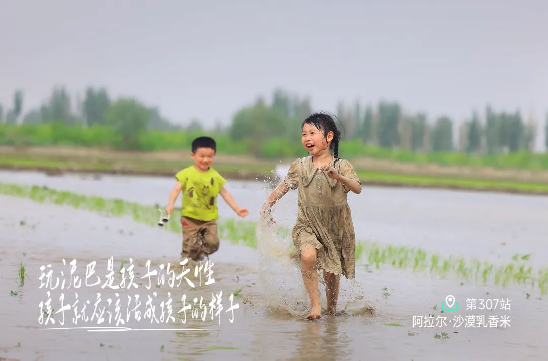 阿拉尔沙漠乳香米：探秘新疆美食与自然教育之旅